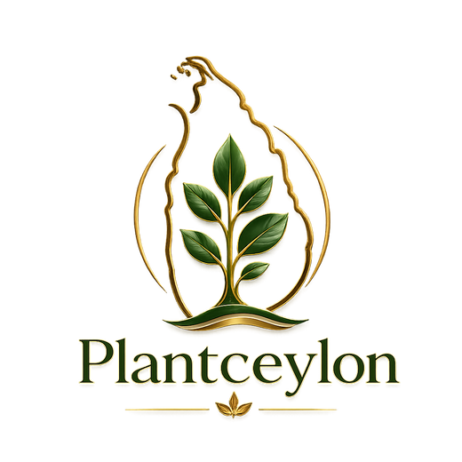 Plant Ceylon