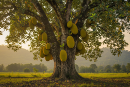 Jackfruit tree