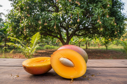 Mango tree